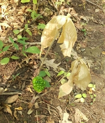 Arisaema triphyllum