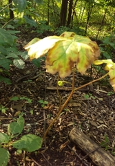 Podophyllum peltatum