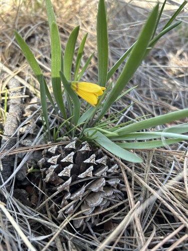 iNaturalist observation 2025-04-06