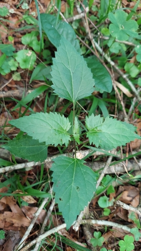 Image of Ageratina jucunda by (c) Athena Philips, some rights reserved (CC BY)
