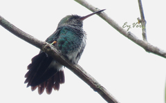 Chionomesa fimbriata