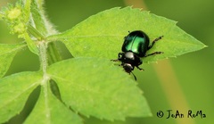 Leptinotarsa haldemani