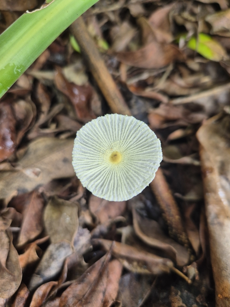 Leucocoprinus fragilissimus · April 2025 · photo: © olliesaurus (iNaturalist, CC)