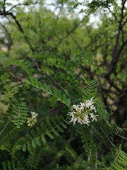 Eysenhardtia orthocarpa