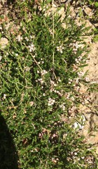 Erica umbellata