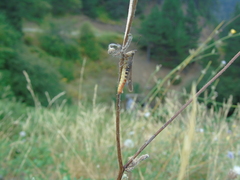 Chorthippus biguttulus euhedickei