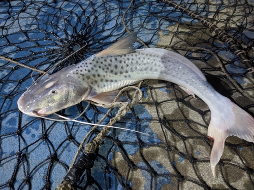 Catfish (Luciopimelodus pati) — Pimelodidae