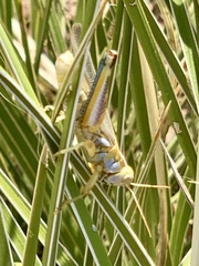 Melanoplus bowditchi
