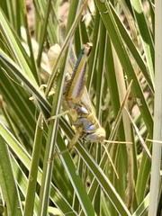 Melanoplus bowditchi