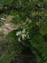 Eysenhardtia orthocarpa