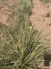 Yucca campestris