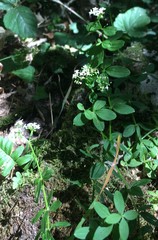 Galium broterianum