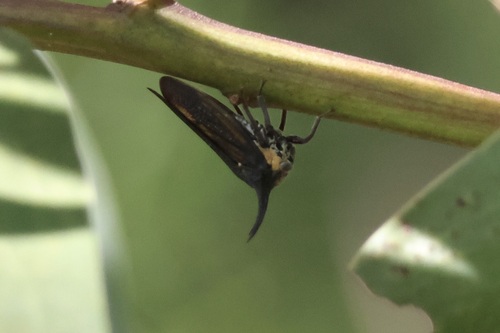 Sarantus nobilis observed 2025-04-07