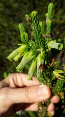 Erica brachialis