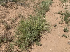 Yucca campestris