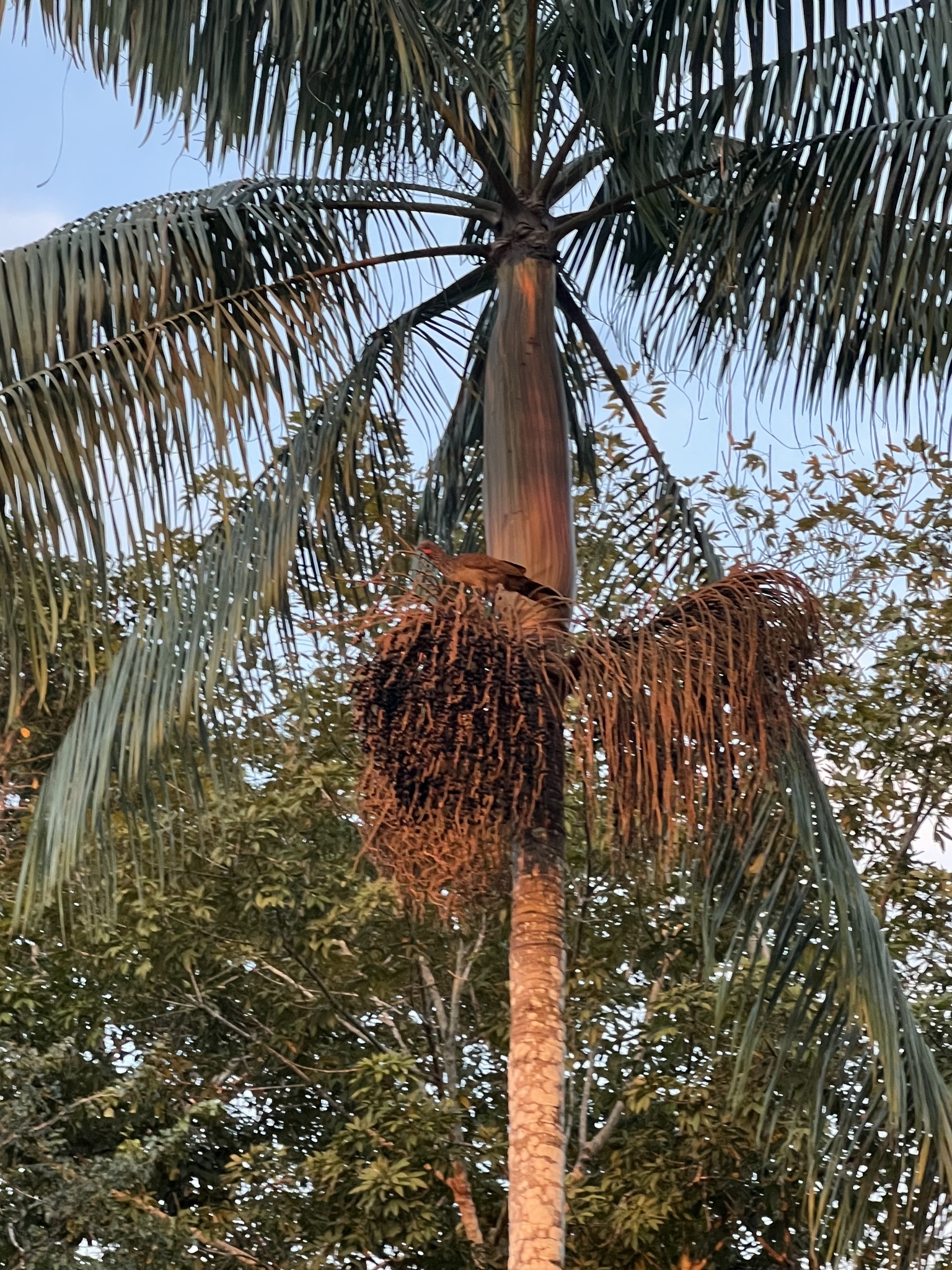 Imagem de Açaí-solteiro