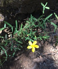 Hypericum linariifolium