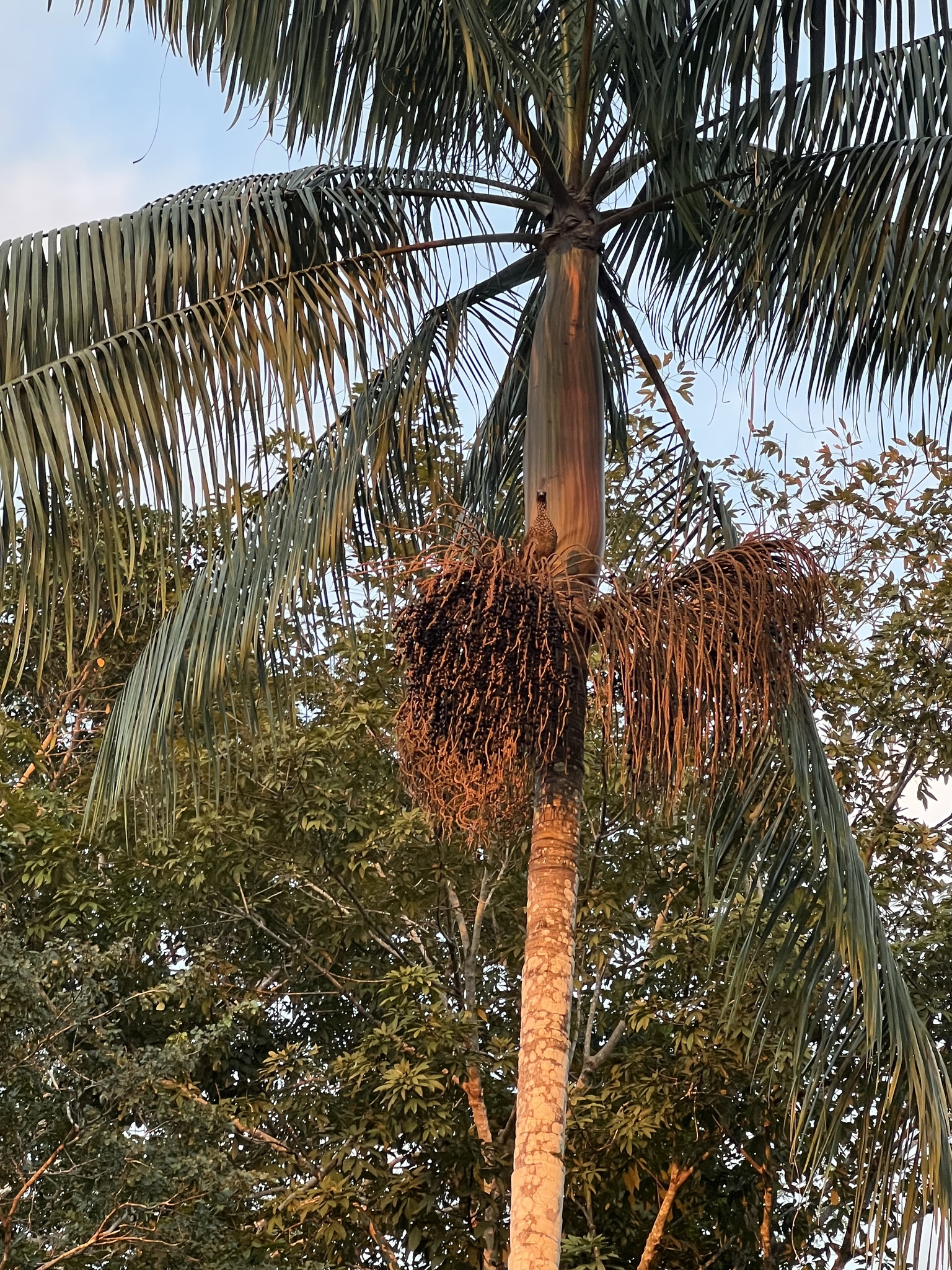 Imagem de Açaí-solteiro