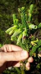 Erica brachialis