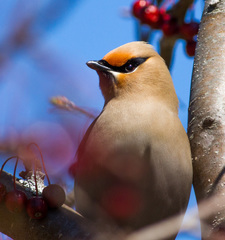 Bohemian Waxwing photo 5
