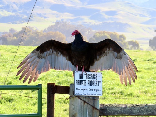 Turkey Vulture, San Simeon, CA 93452, USA, photo 7 of 10