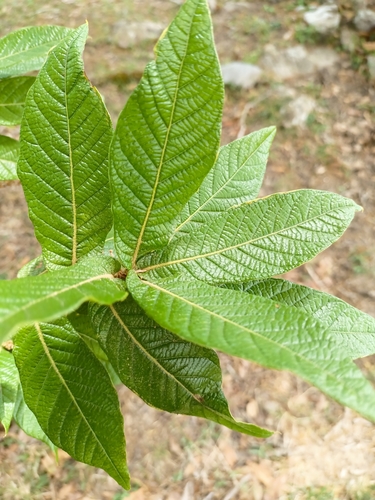 loquat leaf oak