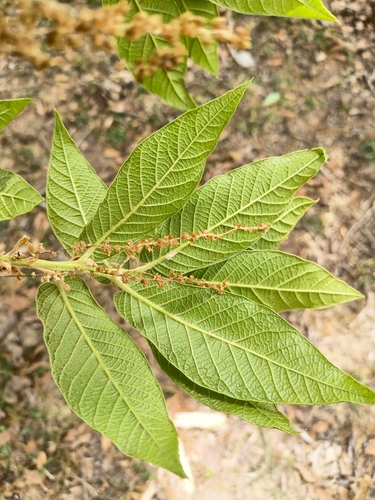 loquat leaf oak