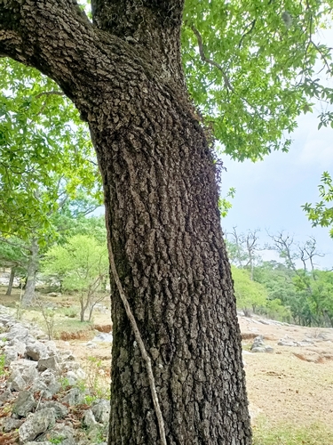 loquat leaf oak