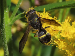 Gymnomerus laevipes