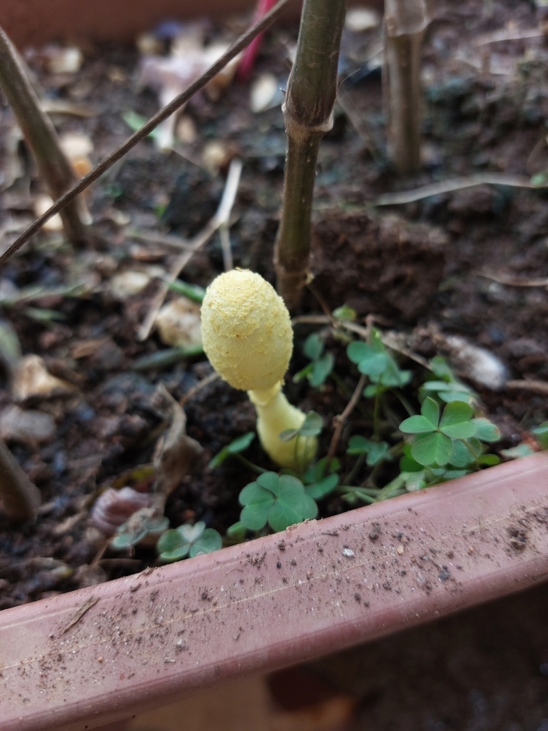 Leucocoprinus birnbaumii · April 2025 · photo: © danielsd (iNaturalist, cc-by-nc)