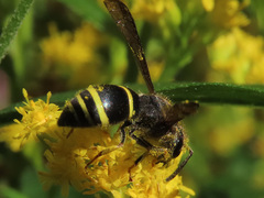 Gymnomerus laevipes