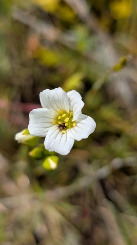 Limnanthes alba ssp. versicolor