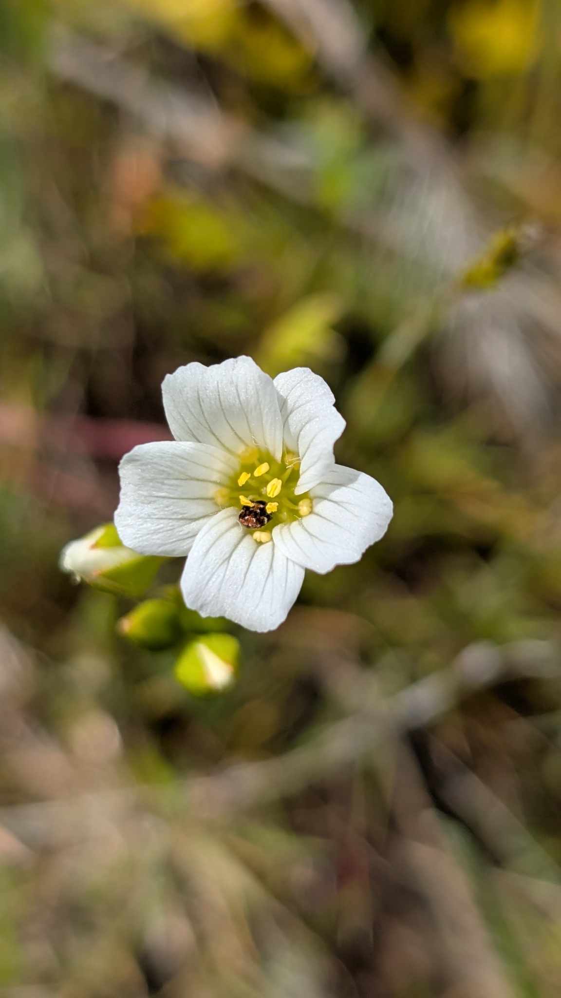 Imagem de Meadowfoam