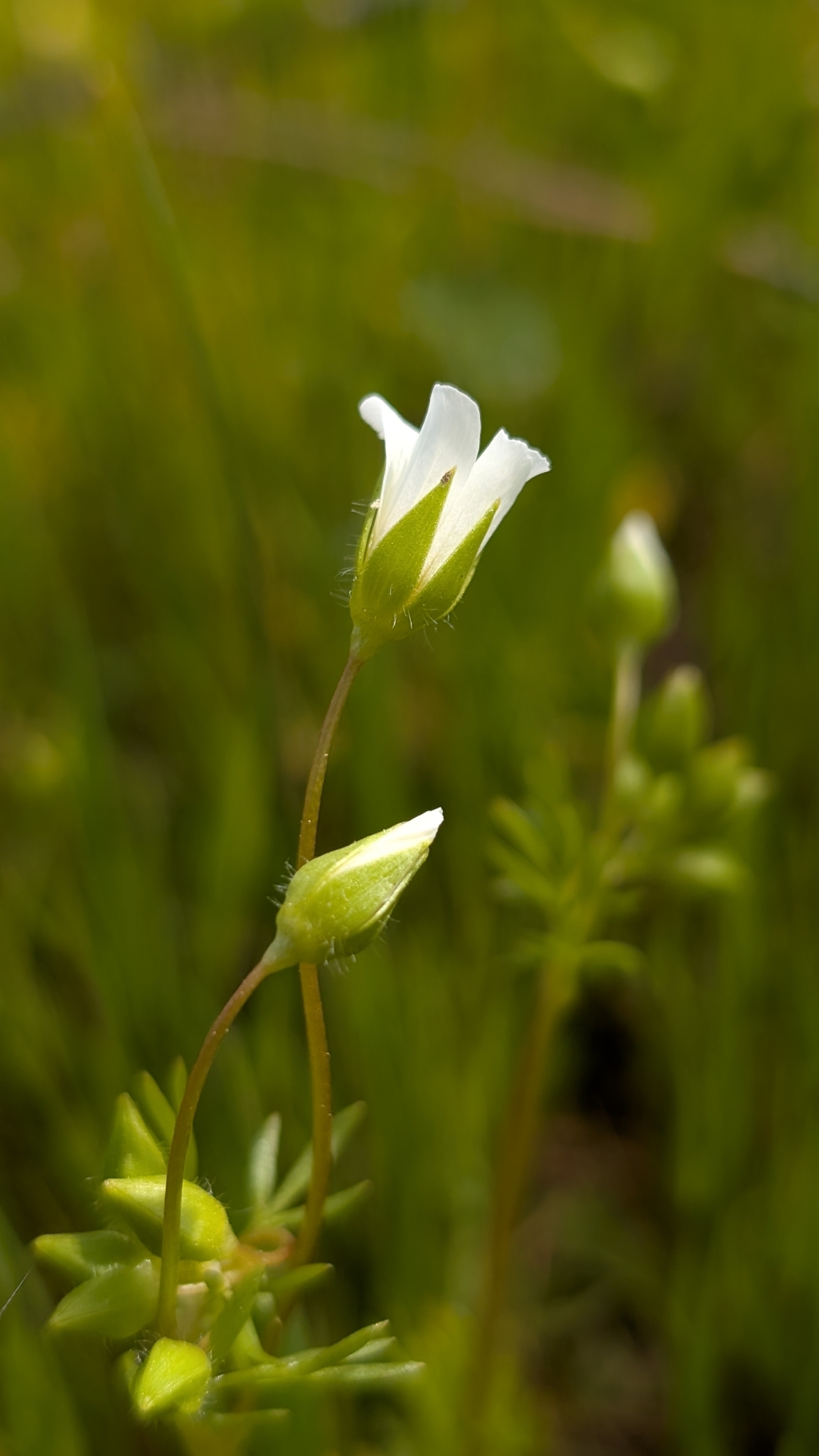 Imagem de Meadowfoam