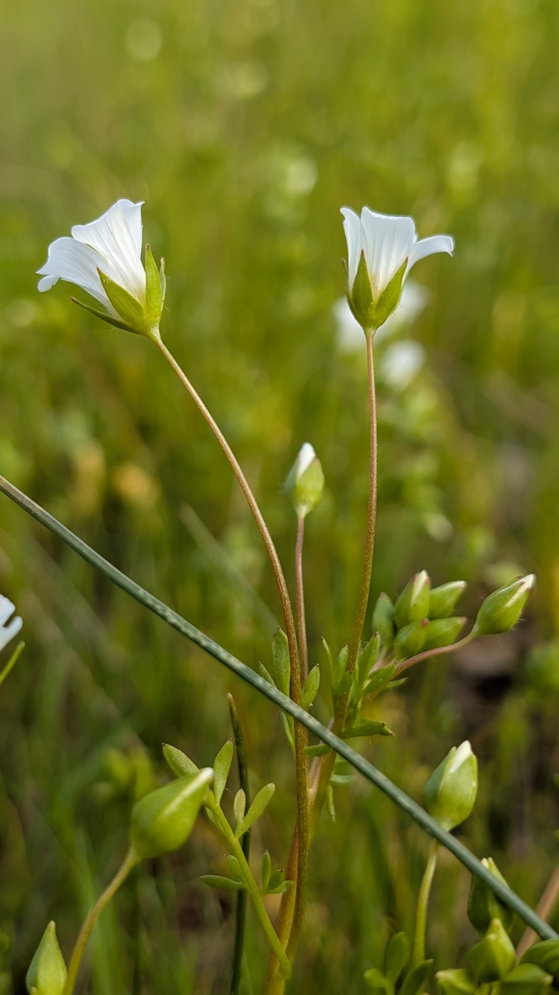 Imagem de Meadowfoam