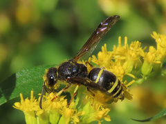 Gymnomerus laevipes
