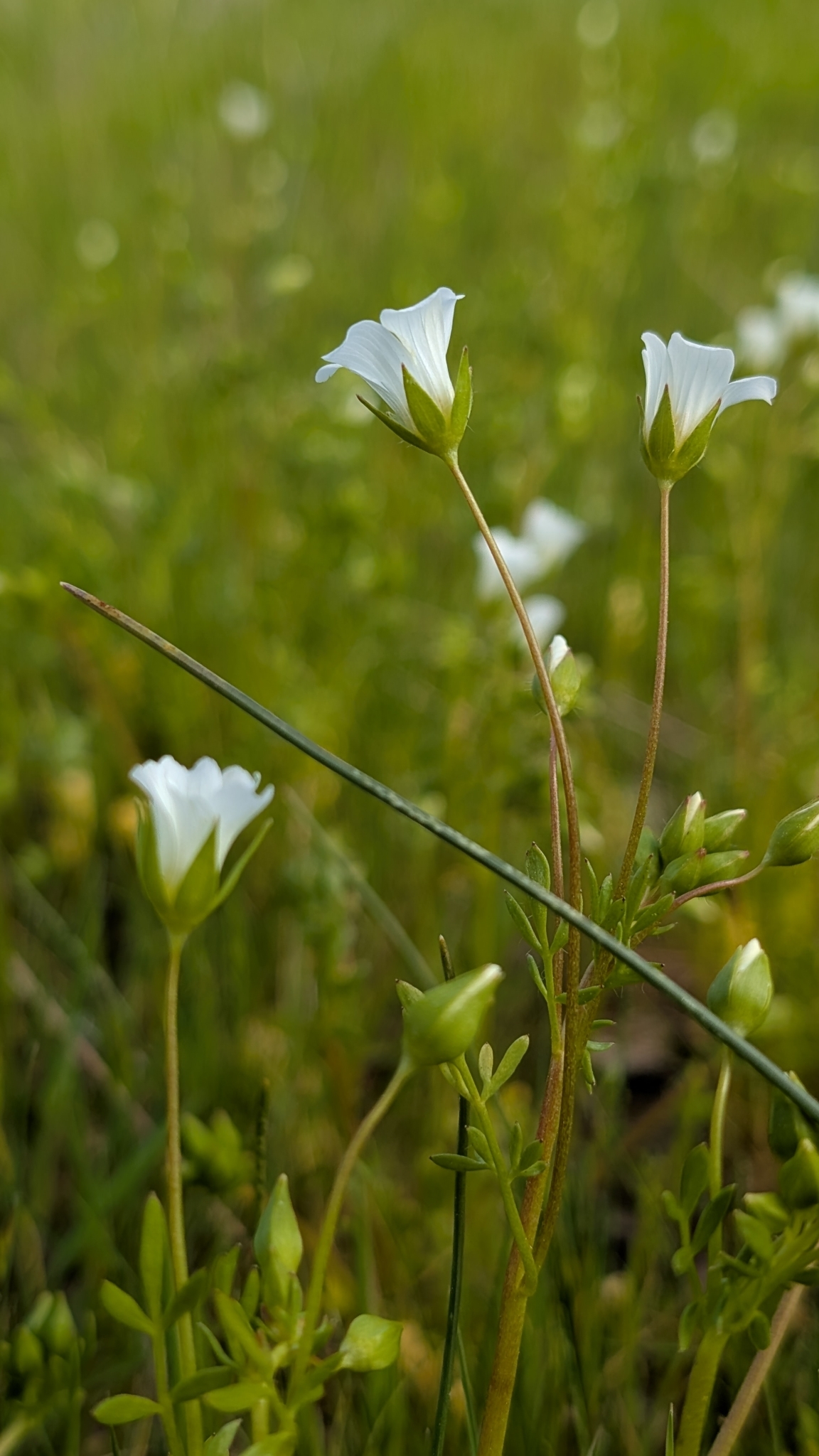 Imagem de Meadowfoam