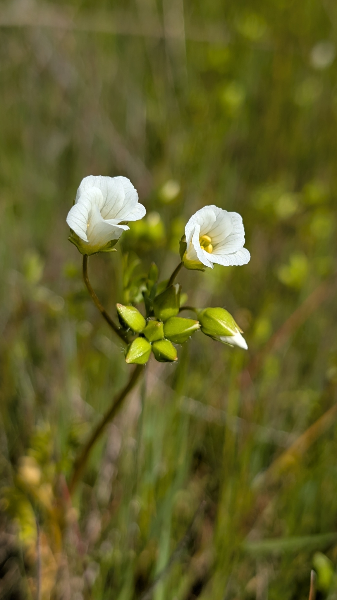 Imagem de Meadowfoam