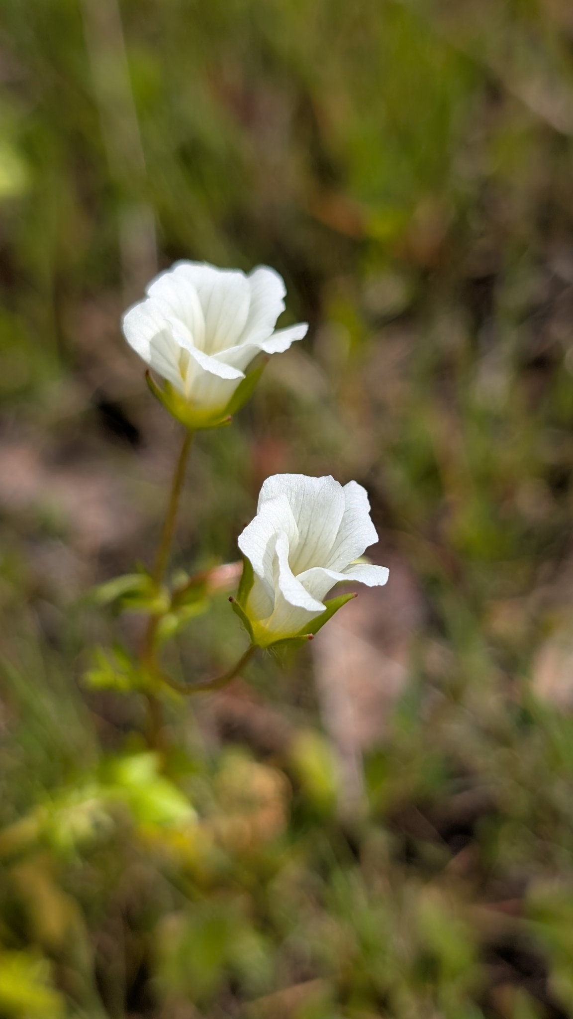 Imagem de Meadowfoam