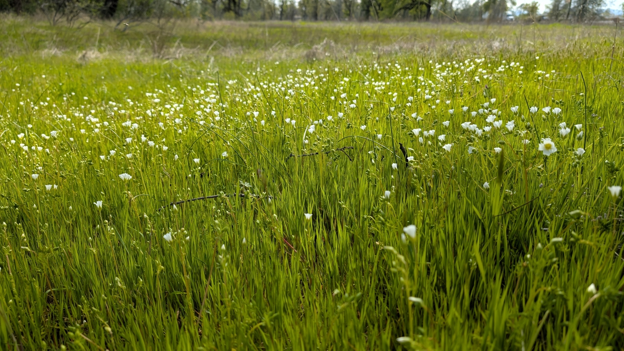 Imagem de Meadowfoam
