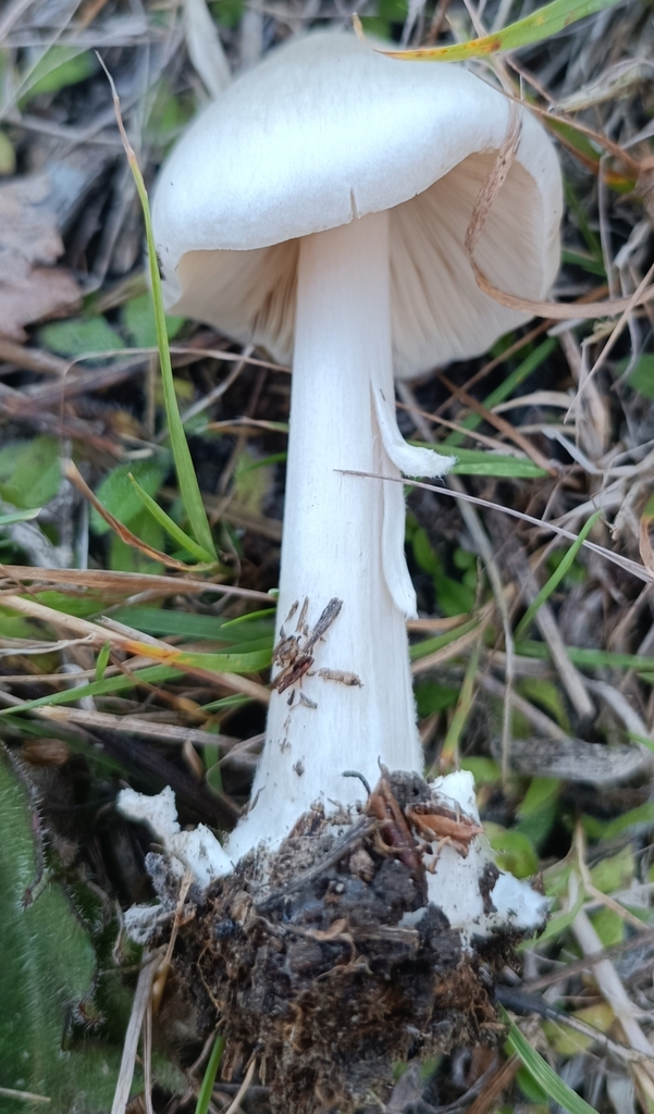 Volvopluteus gloiocephalus · April 2025 · photo: © jonas75444 (iNaturalist, cc-by)