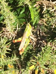 Chorthippus binotatus