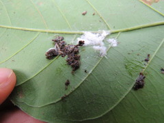 Chrotopterus auritus