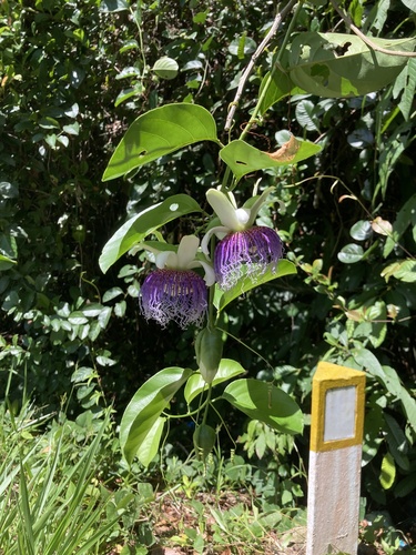 Foto de Maracujá-do-mato