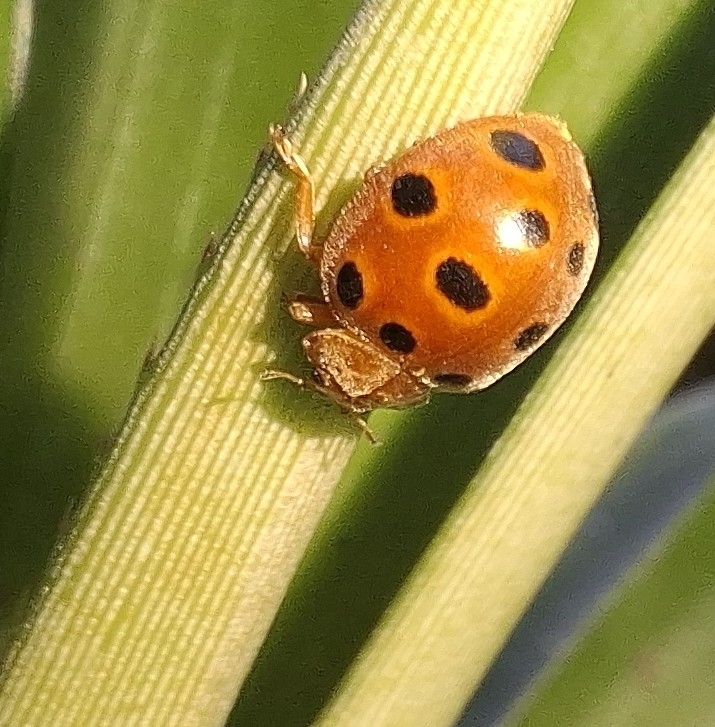 Chnootriba capensis