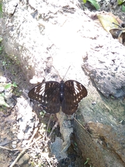 Lexias aeetes