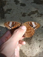 Lexias aeetes