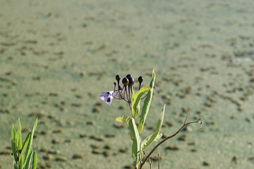Image of Solanum glaucophyllum by (c) Thomaz Ricardo Favreto Sinani, some rights reserved (CC BY)