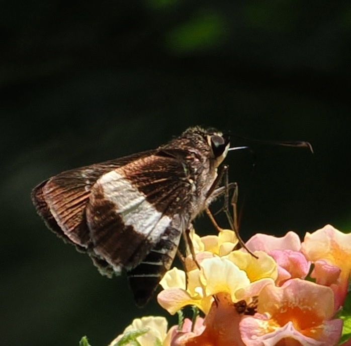 Banded Hopper