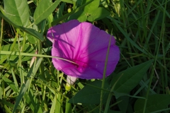 Ipomoea sagittata